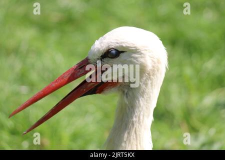 Un magnifique portrait et gros plan d'un oiseau de porc blanc du sud. Le long bec rouge unique est en évidence dans cette image. Banque D'Images