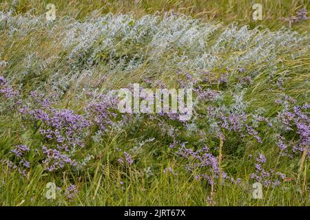 La lavande commune de mer aussi appelée Limonium vulgare ou Strandflieder Banque D'Images