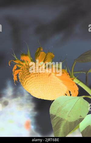 Énorme tournesol typique poussant dans le jardin de fleurs ensoleillé dans un jaune vif néon couleur film négatif. Banque D'Images