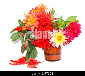 dahlias à aiguille rouge jaune coloré dans un mug en céramique, pétales dispersés isolés sur blanc Banque D'Images