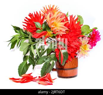 dahlias à aiguille rouge jaune coloré dans un mug en céramique, pétales dispersés isolés sur blanc Banque D'Images