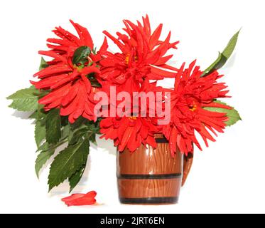 Dahlias rouges dans un vase en céramique isolé Banque D'Images