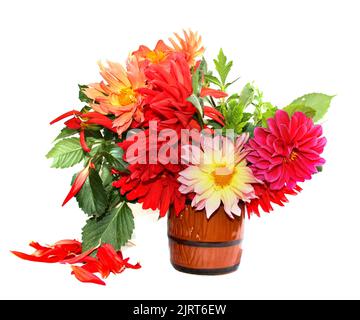 dahlias à aiguille rouge jaune coloré dans un mug en céramique, pétales dispersés isolés sur blanc Banque D'Images