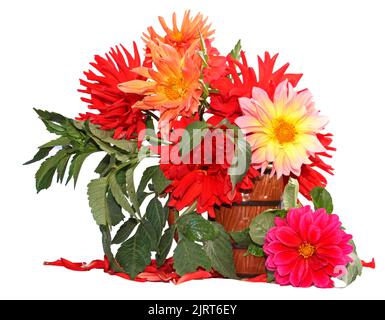 Dahlias rouges dans un vase en céramique isolé Banque D'Images