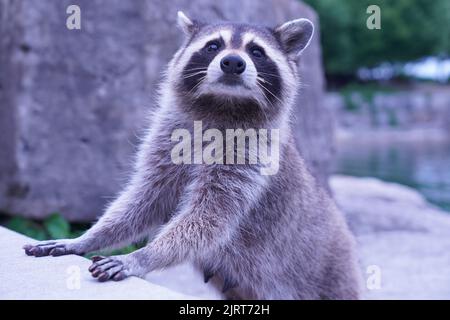 Un gros plan d'un mignon raton laveur dans son habitat naturel Banque D'Images