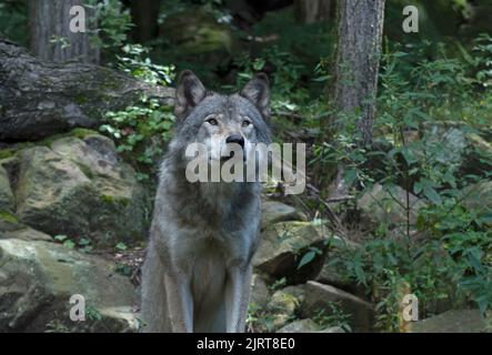 Un Loup gris attentif assis dans la forêt Banque D'Images