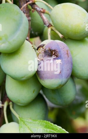 Fruit de prune de Victoria avec maladie fongique de la pourriture brune (Monilinia fructicola) Banque D'Images