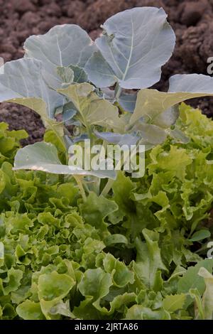 Récipient cultivé couper et revenir laitue plantée dans et autour d'une plante Ironman brocoli. Banque D'Images