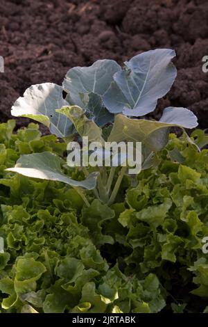 Récipient cultivé couper et revenir laitue plantée dans et autour d'une plante Ironman brocoli. Banque D'Images