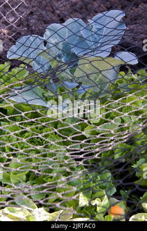 Laitue cultivée en contenant plantée dans et autour d'une plante de brocoli Ironman, ce qui permet d'économiser de l'espace et de protéger la récolte avec des filets dans la zone de légumes. Banque D'Images