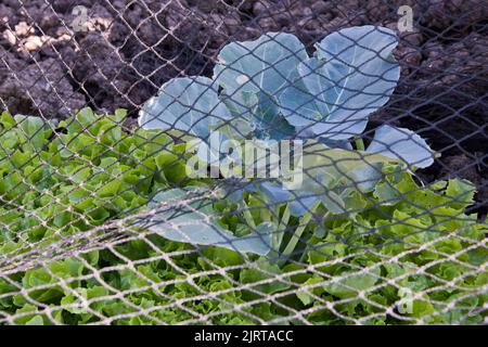 Laitue cultivée en contenant plantée dans et autour d'une plante de brocoli Ironman, ce qui permet d'économiser de l'espace et de protéger la récolte avec des filets dans la zone de légumes. Banque D'Images