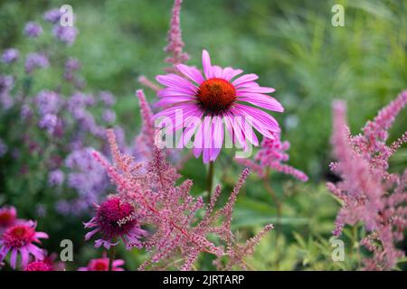 échinacia, astilbe et origan dans un beau lit de fleurs, foyer sélectif Banque D'Images