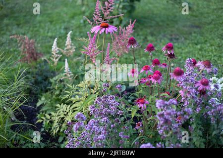 échinacia, astilbe et origan dans un beau lit de fleurs, foyer sélectif Banque D'Images