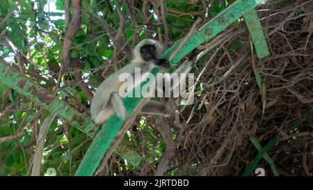 Langur Grey Monkey assis dans un parc en inde. Banque D'Images