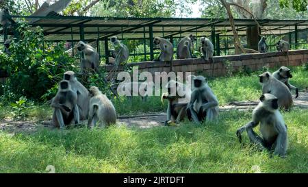 Singes gris de Langur en inde assis dans un parc de jardin. Banque D'Images