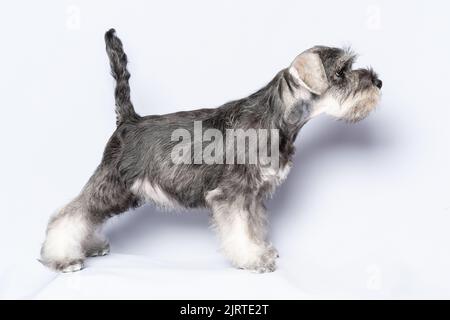 Un chiot schnauzer debout. Portrait d'un chiot en gros plan sur un arrière-plan léger. Entraînement, obéissance, préparation pour le spectacle canin. Le concept o Banque D'Images