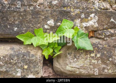 Ivy sur un vieux mur en pierre Banque D'Images