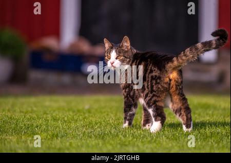 mignon chat. à la recherche de nourriture, assis un temps d'attente reposant sur quelque chose à faire. Banque D'Images