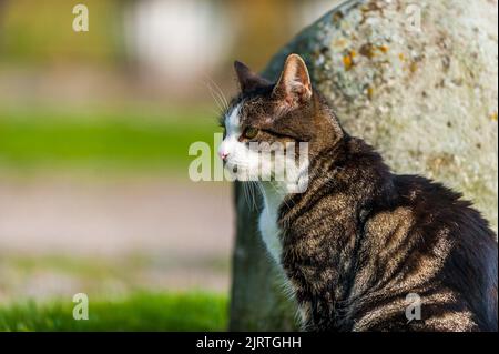 mignon chat. à la recherche de nourriture, assis un temps d'attente reposant sur quelque chose à faire. Banque D'Images