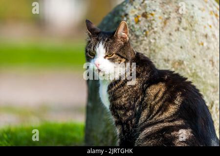 mignon chat. à la recherche de nourriture, assis un temps d'attente reposant sur quelque chose à faire. Banque D'Images