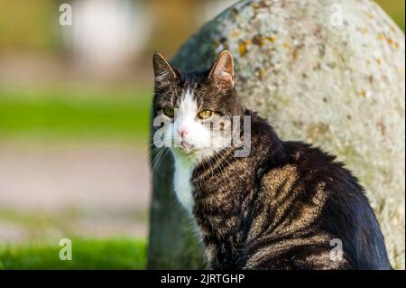 mignon chat. à la recherche de nourriture, assis un temps d'attente reposant sur quelque chose à faire. Banque D'Images