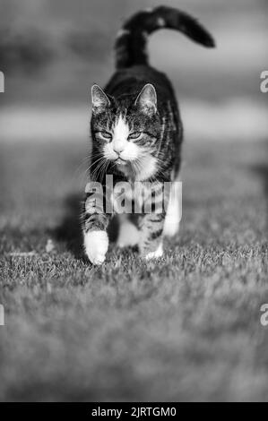 mignon chat. à la recherche de nourriture, assis un temps d'attente reposant sur quelque chose à faire. Banque D'Images