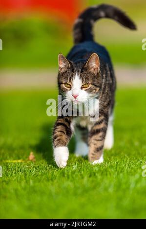 mignon chat. à la recherche de nourriture, assis un temps d'attente reposant sur quelque chose à faire. Banque D'Images