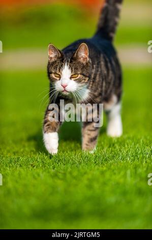 mignon chat. à la recherche de nourriture, assis un temps d'attente reposant sur quelque chose à faire. Banque D'Images