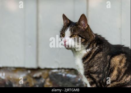 mignon chat. à la recherche de nourriture, assis un temps d'attente reposant sur quelque chose à faire. Banque D'Images