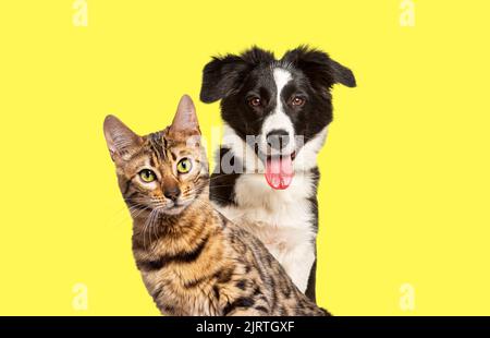 Chat bengale brun et un chien de collie de bordure se panant avec l'expression heureuse ensemble sur fond jaune, regardant l'appareil photo Banque D'Images