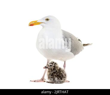 Mère et une poussette de vingt-quatre heures, Goéland argenté européen, Larus argentatus, isolée sur blanc Banque D'Images