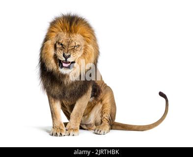 Lion tirant un visage et regardant la caméra, isolé sur blanc Banque D'Images