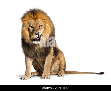 Lion tirant un visage et regardant la caméra, isolé sur blanc Banque D'Images