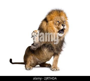 Bouleverser Lion tirant un visage et regardant la caméra, isolée sur blanc Banque D'Images