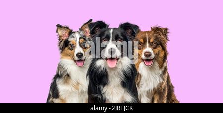 Groupe de chiens, border collie et Berger australien, se panant sur fond rose Banque D'Images