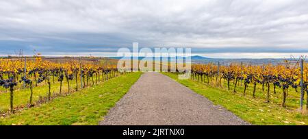 Tour de Lokout à la colline de Kobyli Vrch, région de Moravie du Sud - République tchèque. Construction en spirale en bois près des vignobles et de l'église. Collines de Palava, célèbre wi Banque D'Images