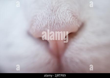 Nez de chat, joli nez de chat blanc, vue macro. Banque D'Images