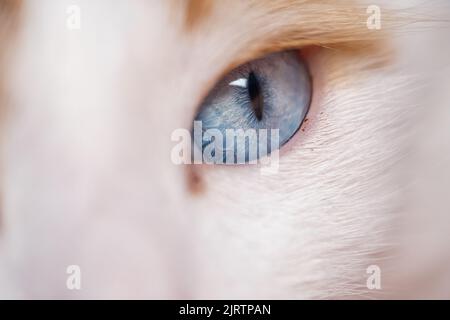 Yeux bleus de chat jaune blanc, vue macro. Banque D'Images