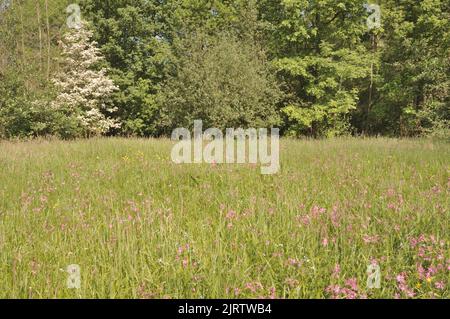 Orchidée tachetée Heath - Orchidée Hardy - Orchidée tachetée Moorland (Dactylorhiza maculata - Orcis maculata) floraison au printemps dans un pré belge Banque D'Images