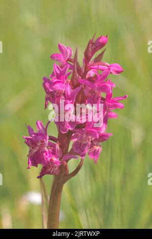 Orchidée tachetée Heath - Orchidée Hardy - Orchidée tachetée Moorland (Dactylorhiza maculata - Orcis maculata) floraison au printemps de Belgique Banque D'Images