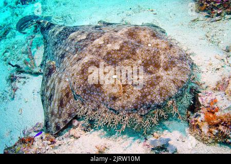 Wobbegong tasselé (Eucrossorhinchus dasypogon), Raja Ampat, Indonésie, Océan Pacifique Banque D'Images