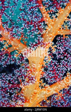 Le corail mou coloré (Anthozoa) ouvre ses polypes, récif de corail topique à Raja Ampat, Indonésie, Océan Pacifique Banque D'Images