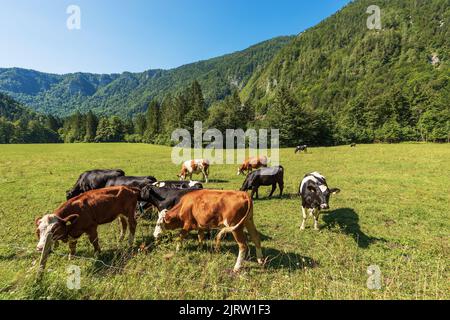 Troupeau de vaches laitières dans un pâturage de montagne, prairie verte et vallée avec forêt de pins, Alpes juliennes, Parc national Triglav, Gorenjska, Slovénie, Europe. Banque D'Images