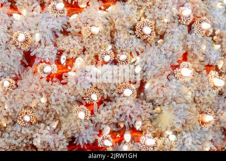 Gros plan d'une belle étoile de mer de tournesol montre les bosses blanches qui sont réellement des pinceurs qui s'activent quand un crabe ou un autre petit animal marche sur le TH Banque D'Images