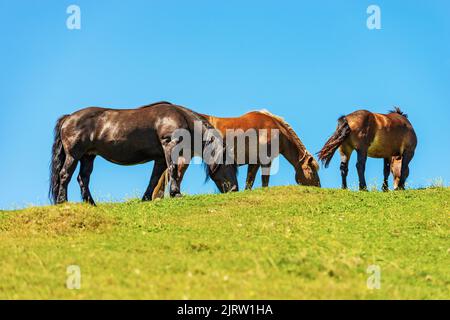 Troupeau de chevaux bruns dans un pâturage de montagne contre un ciel bleu clair, vue latérale, prairie verte. Feistritz an der Gail, Carinthie, Alpes carniques, Autriche Banque D'Images