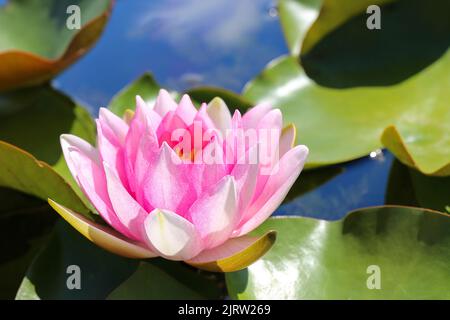 Le nénuphar rose brille dans le dos Banque D'Images