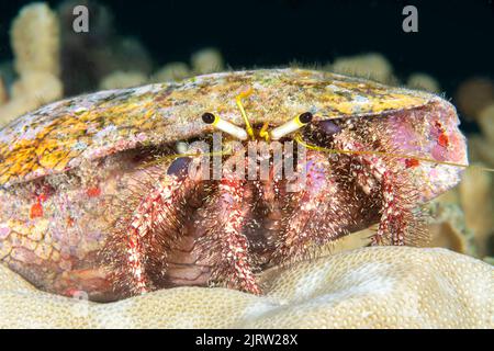 Un crabe hermite tropical sur un récif de Fidji montre son corps complexe alors qu'il scanne la rrrrrrre pour la nourriture. Banque D'Images