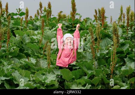 Étreuil Rumex congrestus sur un fond herbacé, une plante vivace non cultivée, une fille est assise dans un étreuil. Banque D'Images