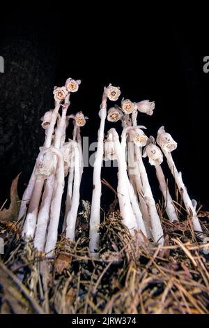 Pipe indienne ou plante fantôme (Monotroppa uniflora) - près de la forêt nationale de Pisgah, Brevard, Caroline du Nord, États-Unis Banque D'Images