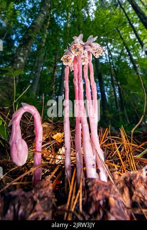 Pipe indienne ou plante fantôme (Monotroppa uniflora) avec variation de couleur rose - près de la forêt nationale de Pisgah, Brevard, Caroline du Nord, États-Unis Banque D'Images